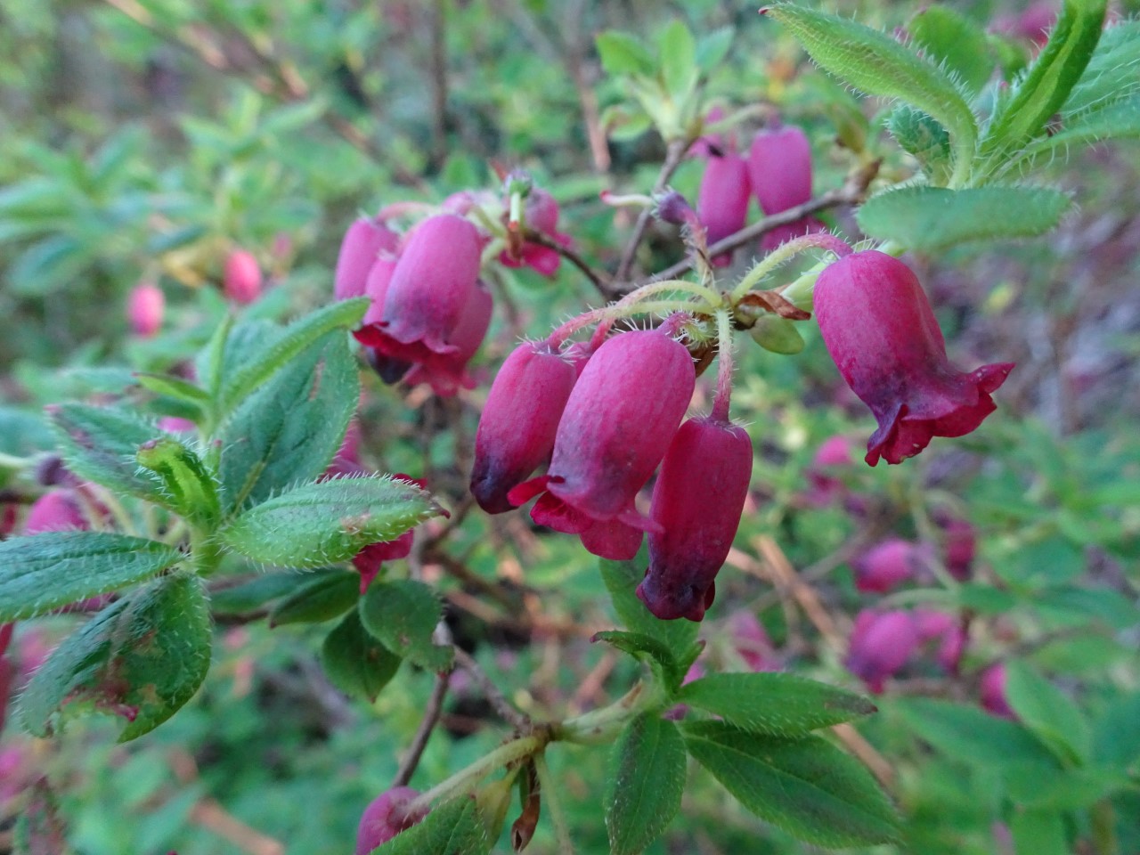 R. multiflorum var. purpureum (formerly Menziesia)